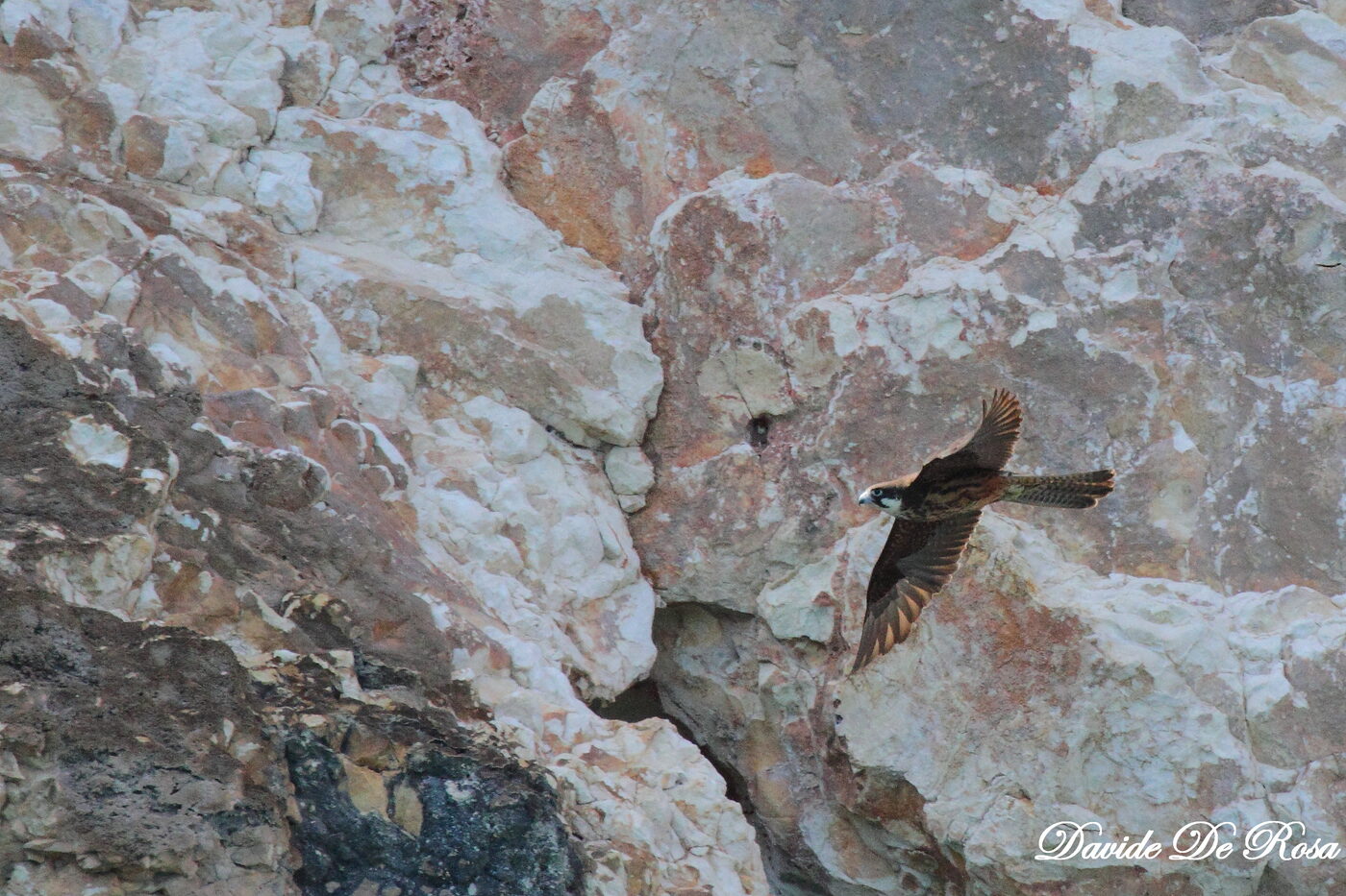 Falco della regina in volo sulle falesie sarde