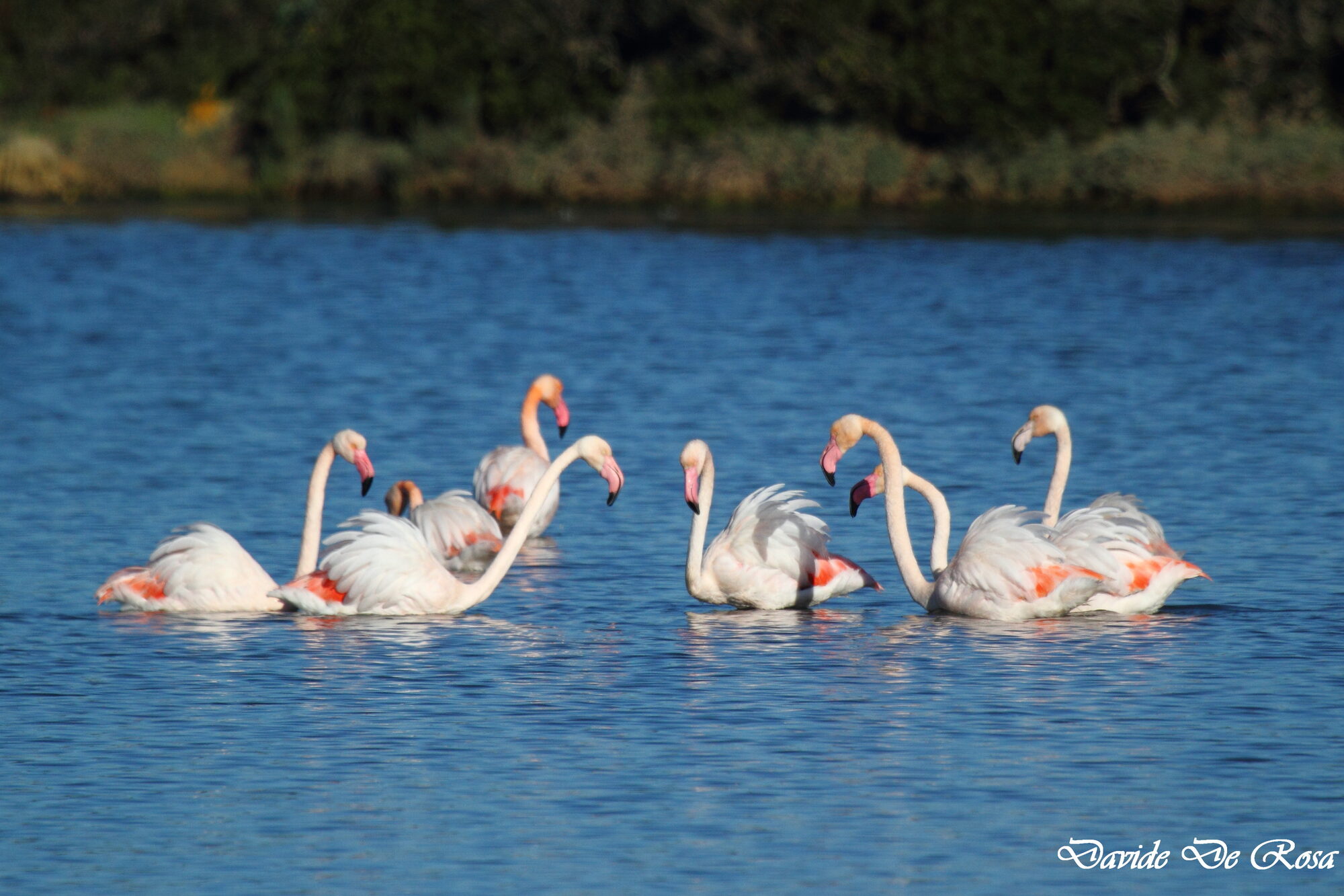 Fenicotteri rosa in una laguna della Sardegna
