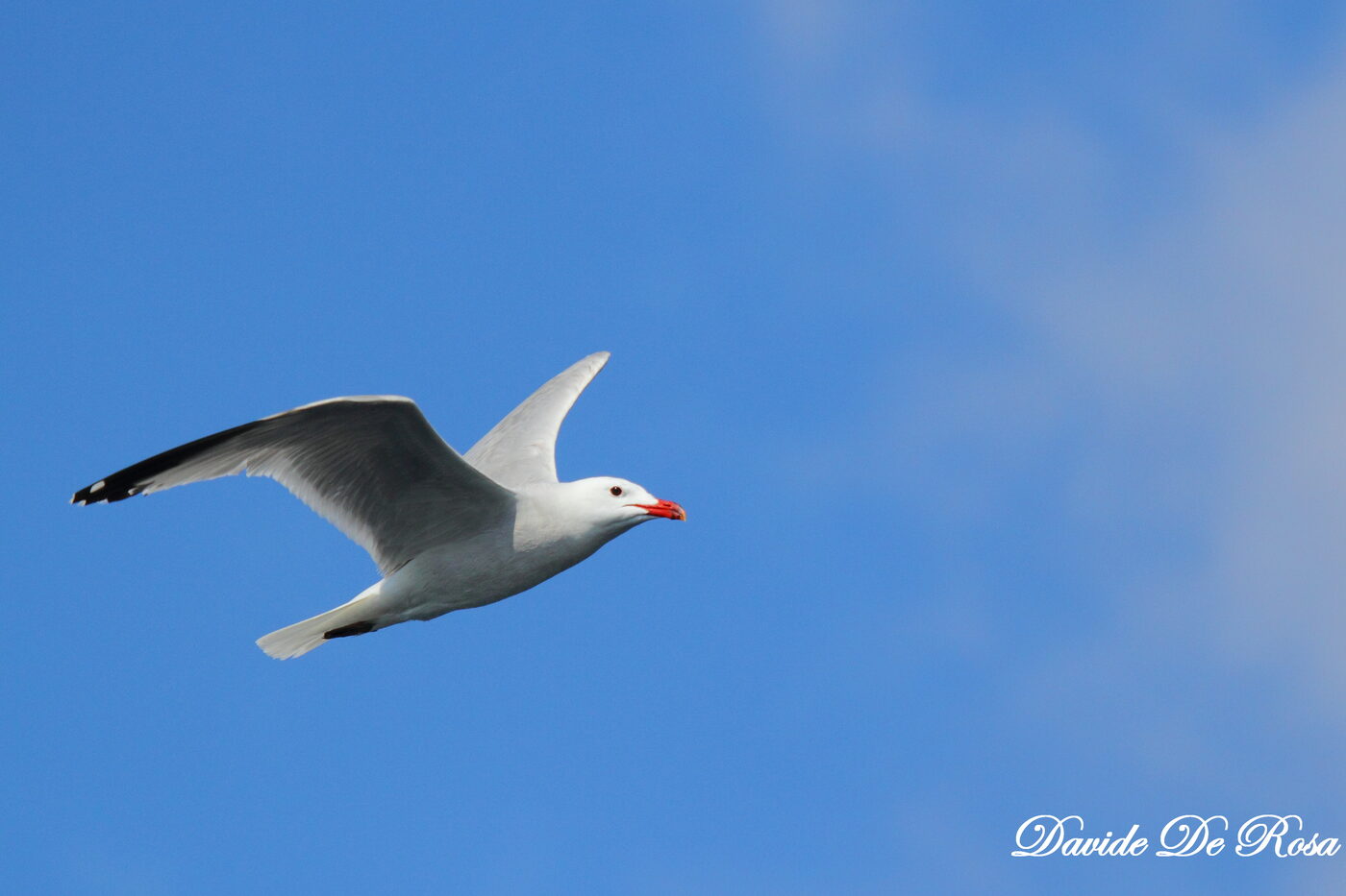 Gabbiano corso in volo, Sardegna