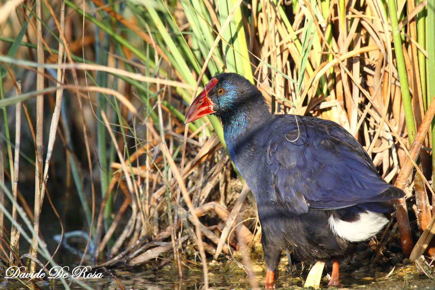 Pollo sultano tra i canneti in Sardegna