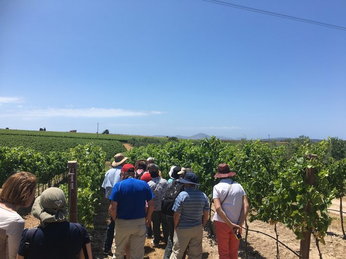 Visita in vigna con gruppo
